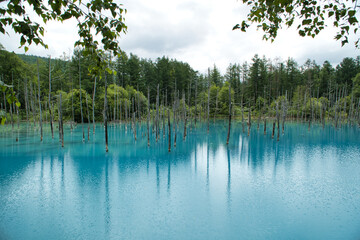 Fototapeta na wymiar 青い池