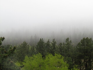 Misty morning in a mountain forest.