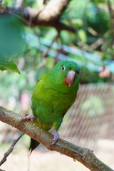 two green parakeets on a branch