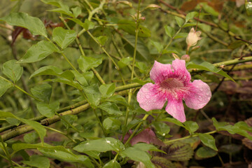 Close-up of a beautiful flower sprayed with water mist