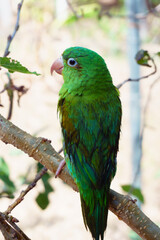 
a parakeet perched on a branch