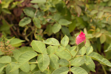 Rose bud about to bloom 
