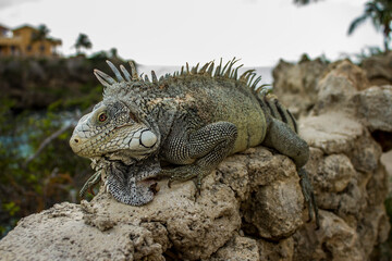 iguana on rock wall, Curacao, Caribbean Islands