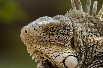 closeup of iguana, magical eye