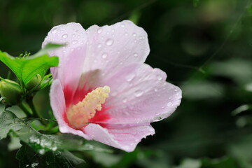 아름다운 무궁화