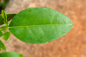 Key Lime Tree Leaf