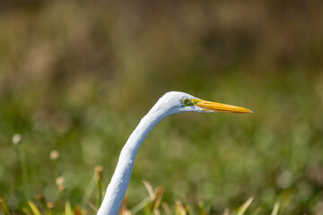 Egrette , white big bird
