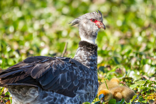 A southern screamer, Chauna torquata, close up portrait.