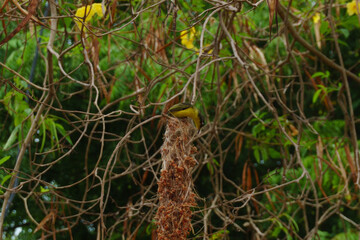 small yellow songbird making a nest