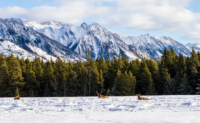 Rocky Mountain Landscape with reindeer, Banff, Canada