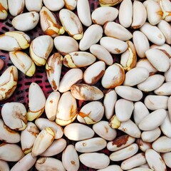 close up of sea shells