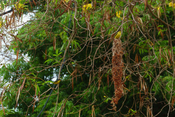 small yellow songbird making a nest