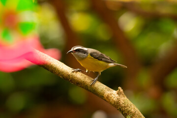 Small yellow bird with wings and reddish-brown head perched on a branch. Argentina