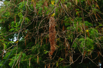 small yellow songbird making a nest