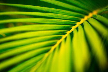 Close up of a green leaf of a coconut palm tree with blurred edges and copy space for text. Minimalistic tropical background