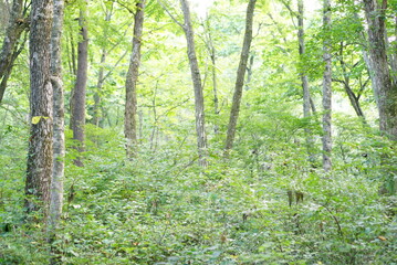 Fototapeta premium trees in the forest