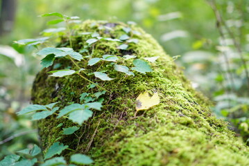 moss on the tree