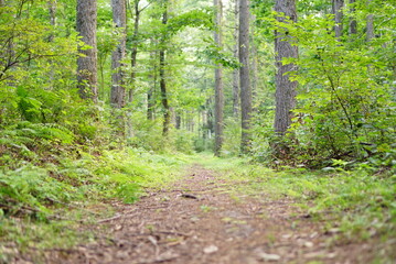 footpath in the forest