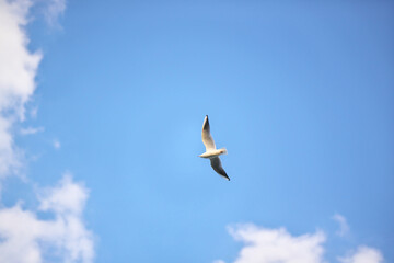 羽ばたく鳥(カモメ)