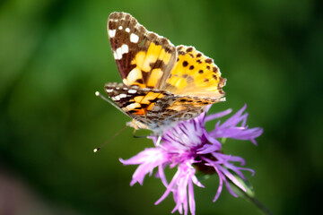 Schmetterling an einem Waldweg in Aachen in Deutschland