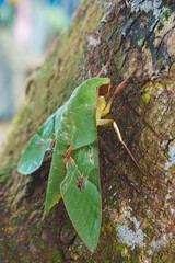 
green moth on a tree