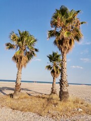 Three palm trees on the beach