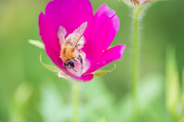 花粉まみれ