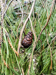 dark red pine cones on a branch