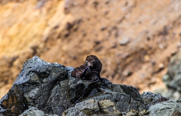 baby fur seal on rocks