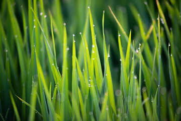 green grass with dew drops background