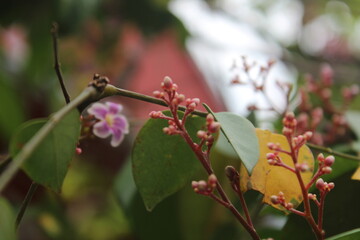 little pink buds on a branch of a tree, details of plant, close up photography, Indonesia landscape, Indonesian photographer