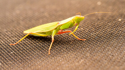 Side view of an Australian Green Mantis (Orthodera ministralis) 