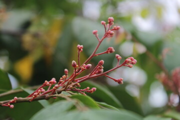 close up ren and pink buds, details of plant, close up photography, Indonesia landscape, Indonesian Photographer