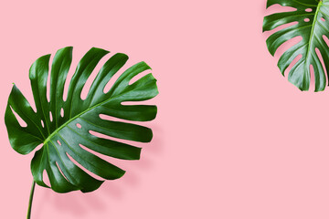 Tropical leaves monstera on pink background