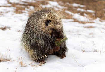 Porcupine during early Springtime