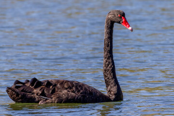 Black swan with red eye and red beak on the wate