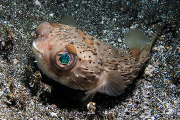 balloon puffer fish