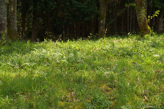 grass and flowers