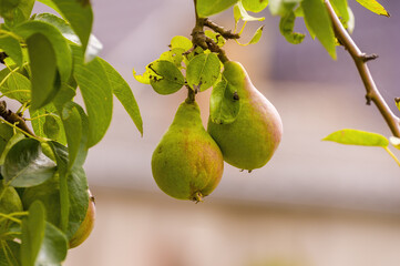 a delicious juicy pear on a tree in the seasonal garden