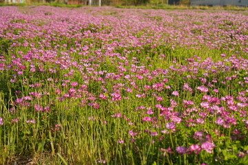 field of pink tulips