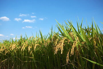 rice paddy. Farm village in Goryeong-gun, South Korea.

