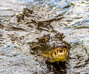 swimming caiman in the Amazon, Ecuador