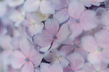 雨に濡れた紫陽花　　紫色