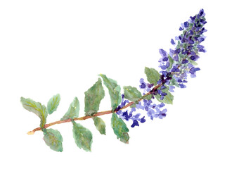 水彩で描いた野草紫の花ジュウニヒトエのイラスト素材