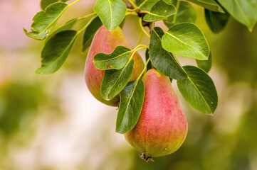 a delicious juicy pear on a tree in the seasonal garden