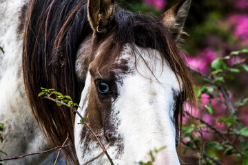horse closeup