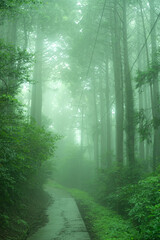 Obraz premium 霧の中の遊歩道