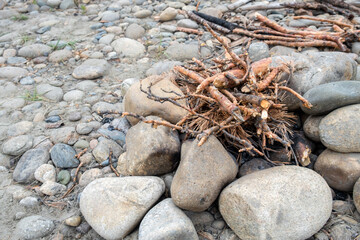 Firewood, dry sticks and branches for the fire. The base of the fire is made of stones. Cooking in nature. Picnic area.