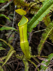 Pitcher Plant (Nepenthes sanguinea) showing its leaves modified as pitfall traps—a prey-trapping mechanism featuring a deep cavity filled with digestive liquid.