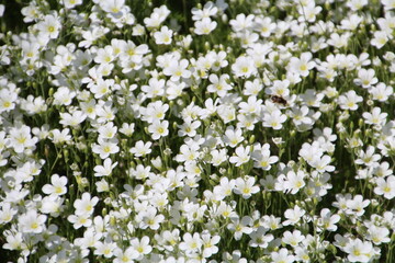 Minuartia Verna In Bloom, U of A Botanic Gardens, Devon, Alberta